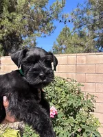 Espresso, a male Miniature Schnauzer for sale in Murrieta, CA – 2 of 4