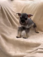 Amélie, a female Miniature Schnauzer for sale in Murrieta, CA – 2 of 6