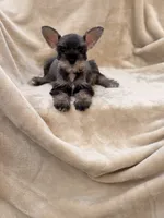 Colette, a female Miniature Schnauzer for sale in Murrieta, CA – 3 of 5