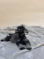Honey, a female Miniature Schnauzer for sale in Murrieta, CA – 3 of 7
