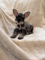 Colette, a female Miniature Schnauzer for sale in Murrieta, CA – 1 of 5
