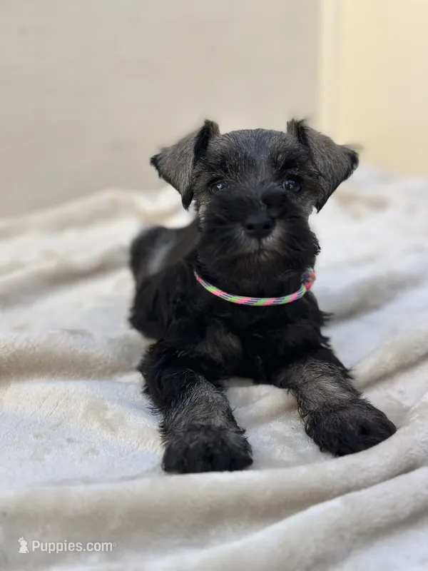 Luna – Miniature Schnauzer puppy for sale in Murrieta, CA