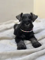 Luna, a female Miniature Schnauzer for sale in Murrieta, CA – 1 of 4