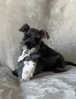 Macchiato, a male Miniature Schnauzer for sale in Murrieta, CA – 4 of 6