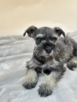 Teddy, a male Miniature Schnauzer for sale in Murrieta, CA – 6 of 6