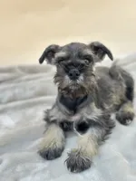 Teddy, a male Miniature Schnauzer for sale in Murrieta, CA – 5 of 6