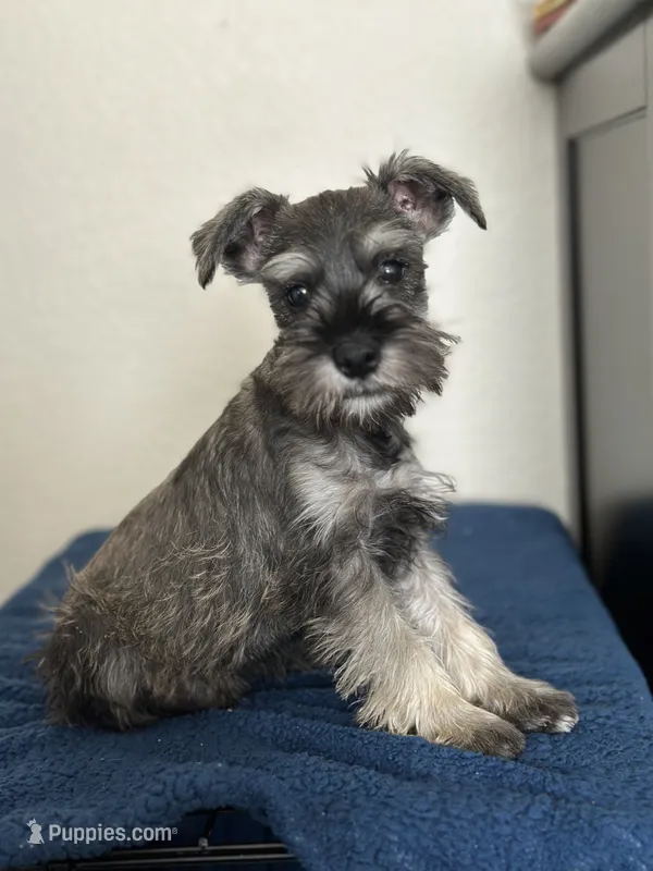 Teddy – Miniature Schnauzer puppy for sale in Murrieta, CA