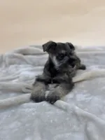 Teddy, a male Miniature Schnauzer for sale in Murrieta, CA – 3 of 6
