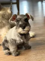 Macchiato, a male Miniature Schnauzer for sale in Murrieta, CA – 6 of 6