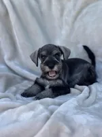 Eloween, a female Miniature Schnauzer for sale in Murrieta, CA – Photo 2 of 5