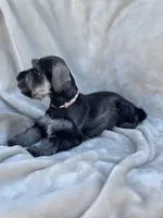 Eloween, a female Miniature Schnauzer for sale in Murrieta, CA – Photo 5 of 5
