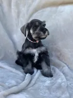 Eloween, a female Miniature Schnauzer for sale in Murrieta, CA – Photo 3 of 5