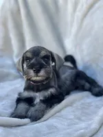 Eloween, a female Miniature Schnauzer for sale in Murrieta, CA – Photo 4 of 5