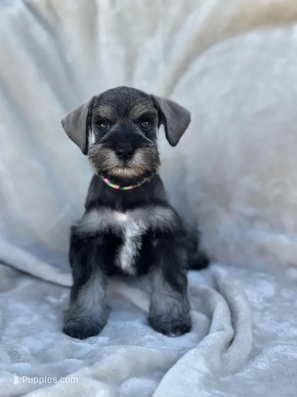 Eloween, a female Miniature Schnauzer for sale in Murrieta, CA – Photo 1 of 5