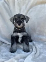 Eloween, a female Miniature Schnauzer for sale in Murrieta, CA – Photo 1 of 5