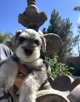 Biscotti , a male Miniature Schnauzer for sale in Murrieta, CA – 3 of 3