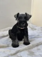 Luna, a female Miniature Schnauzer for sale in Murrieta, CA – 4 of 4