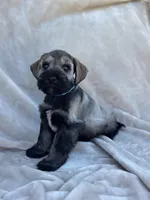 Theodore, a male Miniature Schnauzer for sale in Murrieta, CA – Photo 4 of 4