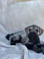 Theodore, a male Miniature Schnauzer for sale in Murrieta, CA – Photo 3 of 4