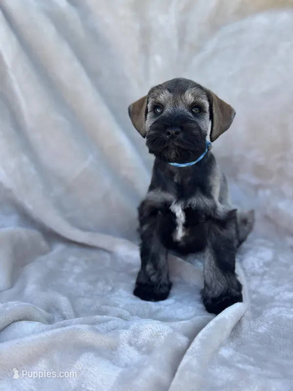 Theodore, a male Miniature Schnauzer for sale in Murrieta, CA – Photo 1 of 4
