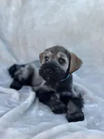 Theodore, a male Miniature Schnauzer for sale in Murrieta, CA – Photo 2 of 4