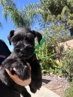 Espresso, a male Miniature Schnauzer for sale in Murrieta, CA – 4 of 4