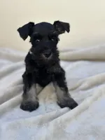Raven, a male Miniature Schnauzer for sale in Murrieta, CA – 2 of 4