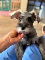 Macchiato, a male Miniature Schnauzer for sale in Murrieta, CA – 2 of 6
