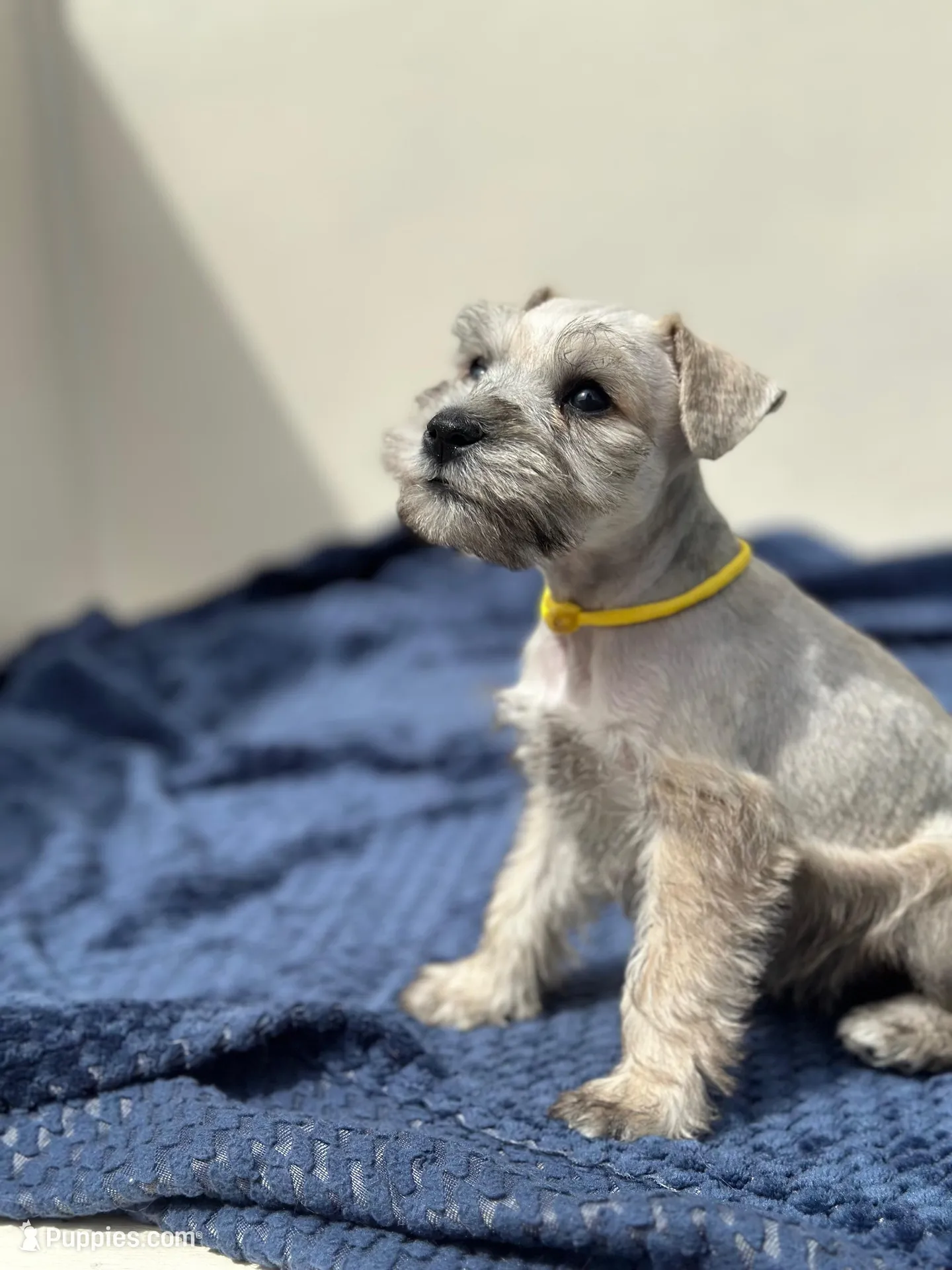 Artemis, a female Miniature Schnauzer for sale in Murrieta, CA – Photo 2 of 5