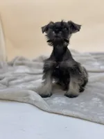 Honey, a female Miniature Schnauzer for sale in Murrieta, CA – 5 of 7