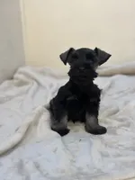 Coal, a male Miniature Schnauzer for sale in Murrieta, CA – 4 of 4