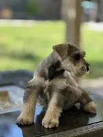 Biscotti , a male Miniature Schnauzer for sale in Murrieta, CA – 2 of 3
