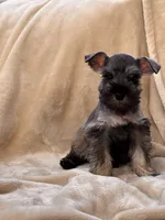 Margot, a female Miniature Schnauzer for sale in Murrieta, CA – 3 of 4