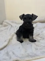 Coal, a male Miniature Schnauzer for sale in Murrieta, CA – 2 of 4
