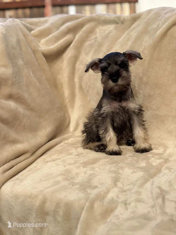 Amélie – Miniature Schnauzer puppy for sale in Murrieta, CA