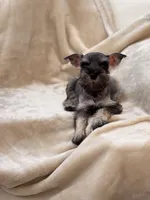Amélie, a female Miniature Schnauzer for sale in Murrieta, CA – 4 of 6
