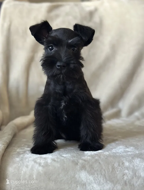 Roast – Miniature Schnauzer puppy for sale in Murrieta, CA