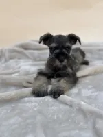 Teddy, a male Miniature Schnauzer for sale in Murrieta, CA – 4 of 6