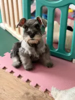 Macchiato, a male Miniature Schnauzer for sale in Murrieta, CA – 1 of 4