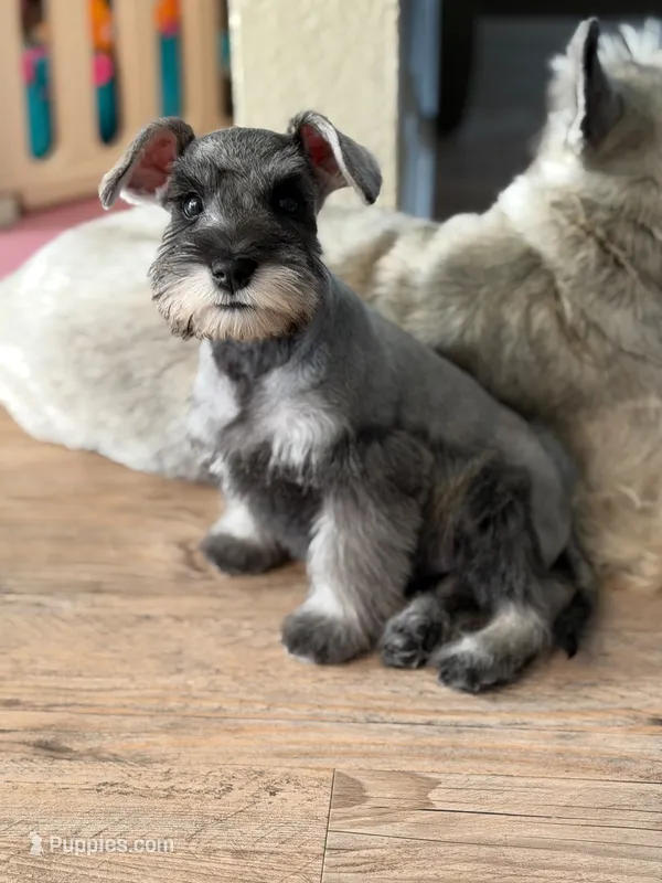 Macchiato – Miniature Schnauzer puppy for sale in Murrieta, CA