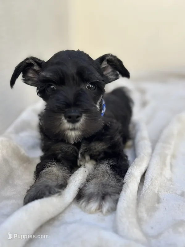 Onyx  – Miniature Schnauzer puppy for sale in Murrieta, CA