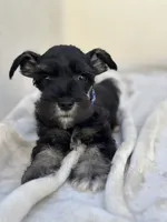 Onyx , a male Miniature Schnauzer for sale in Murrieta, CA – 1 of 3