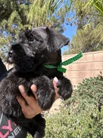 Espresso, a male Miniature Schnauzer for sale in Murrieta, CA – 3 of 4
