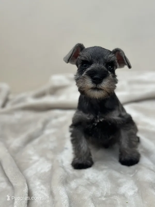 Macchiato – Miniature Schnauzer puppy for sale in Murrieta, CA