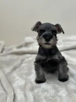 Macchiato, a male Miniature Schnauzer for sale in Murrieta, CA – 1 of 5