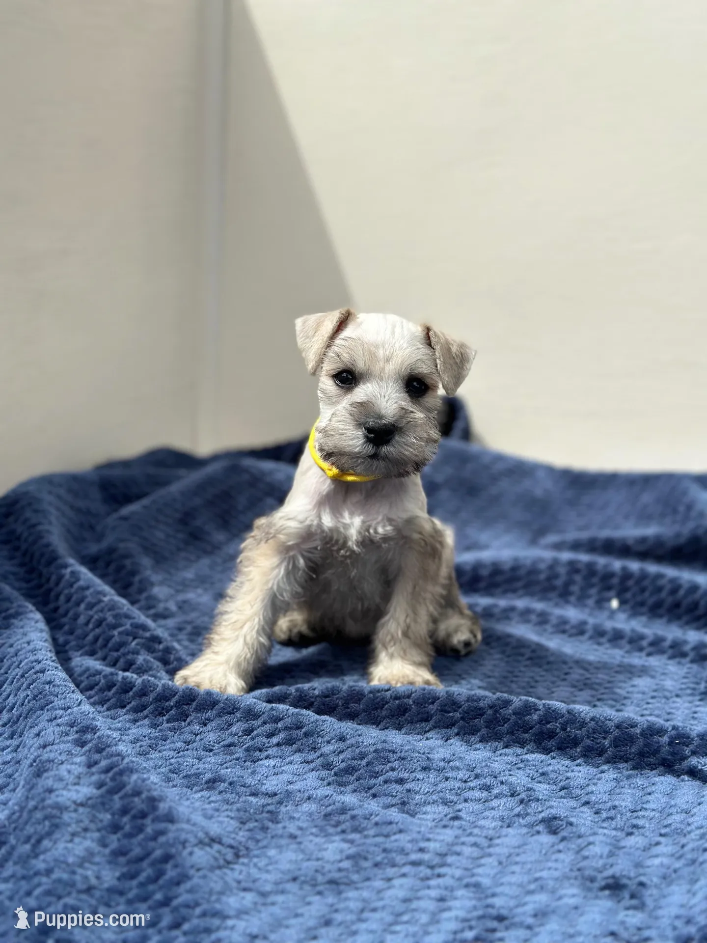 Artemis, a female Miniature Schnauzer for sale in Murrieta, CA – Photo 4 of 5