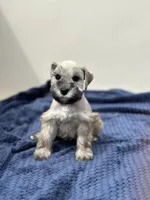 Apollo, a male Miniature Schnauzer for sale in Murrieta, CA – Photo 4 of 4