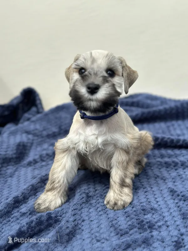 Apollo – Miniature Schnauzer puppy for sale in Murrieta, CA