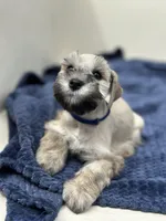 Apollo, a male Miniature Schnauzer for sale in Murrieta, CA – Photo 3 of 4