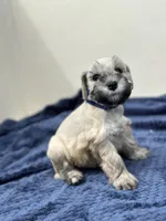 Apollo, a male Miniature Schnauzer for sale in Murrieta, CA – Photo 2 of 4
